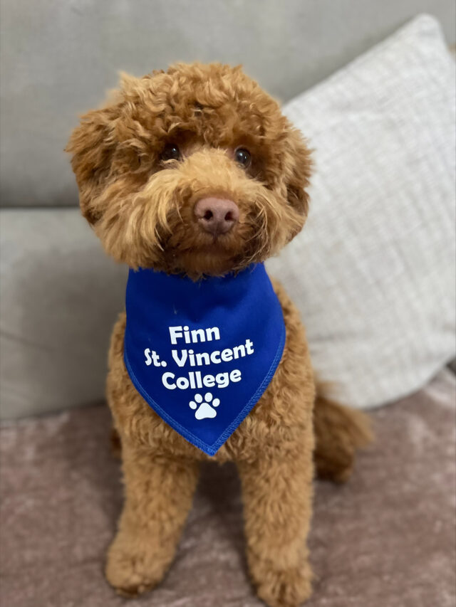 Labradoodle Finn the trainee therapy service dog at St Vincent College’s School of Personalised Learning